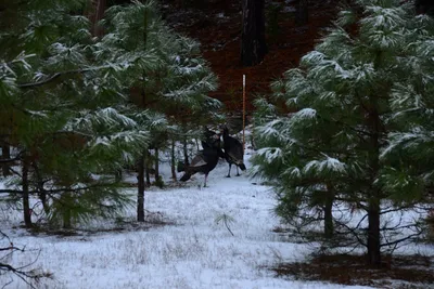 DSC_0813 (Large).JPG